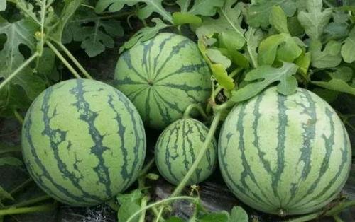 天台县网红吃瓜,揭秘当地美食文化新潮流 第3张 天台县网红吃瓜,揭秘当地美食文化新潮流 第3张